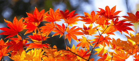 From Summer Fade to Autumn Fire: The Tree and Shrub Expert's Guide to Autumn's Most Photogenic Plants - Cedar Nursery - Plants and Outdoor Living