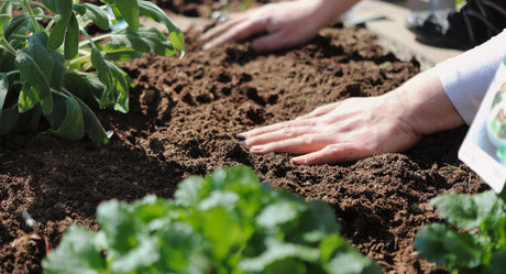 Winter garden soil health