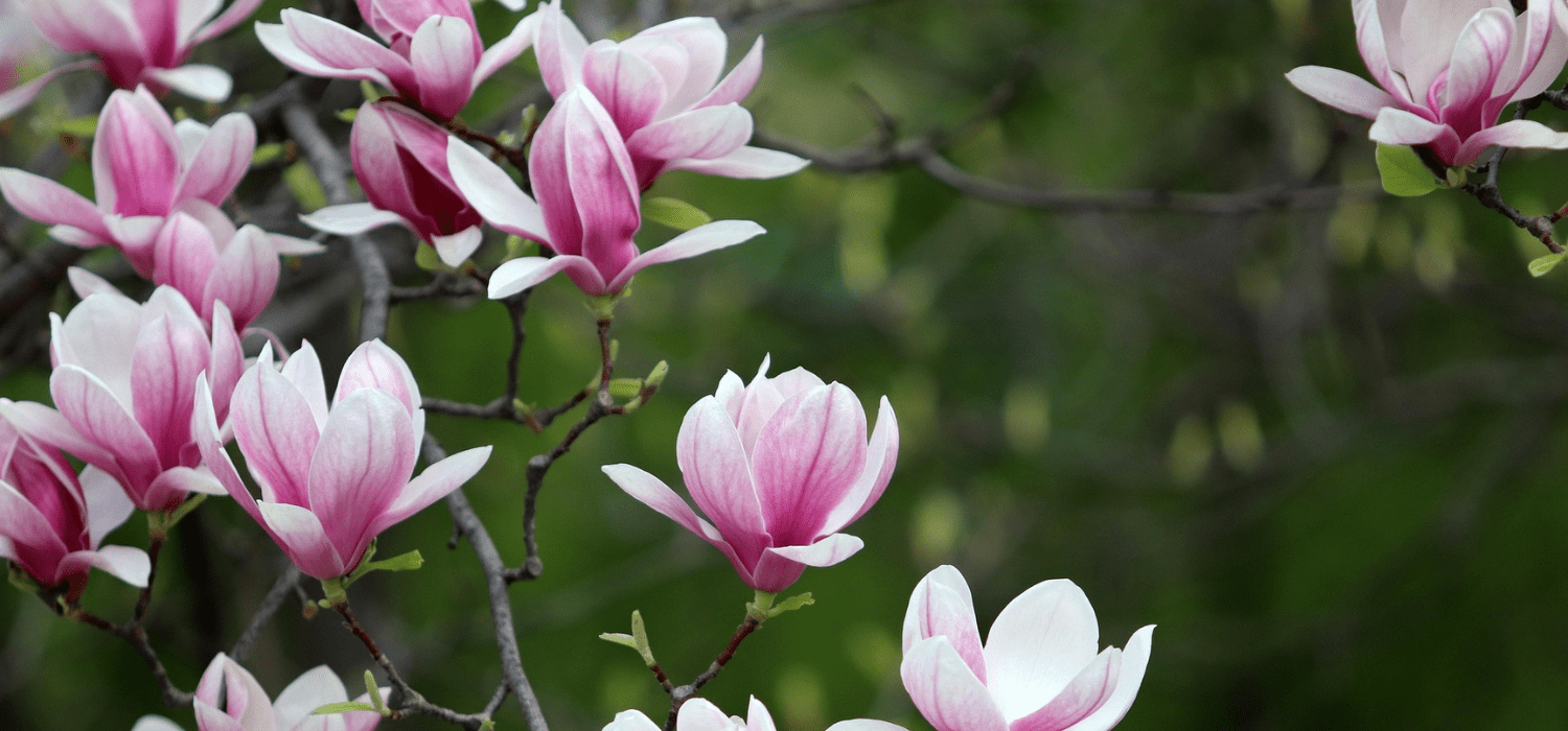 Magnolias: Unveiling Botanical (and edible!) Treasures - Cedar Nursery - Plants and Outdoor Living