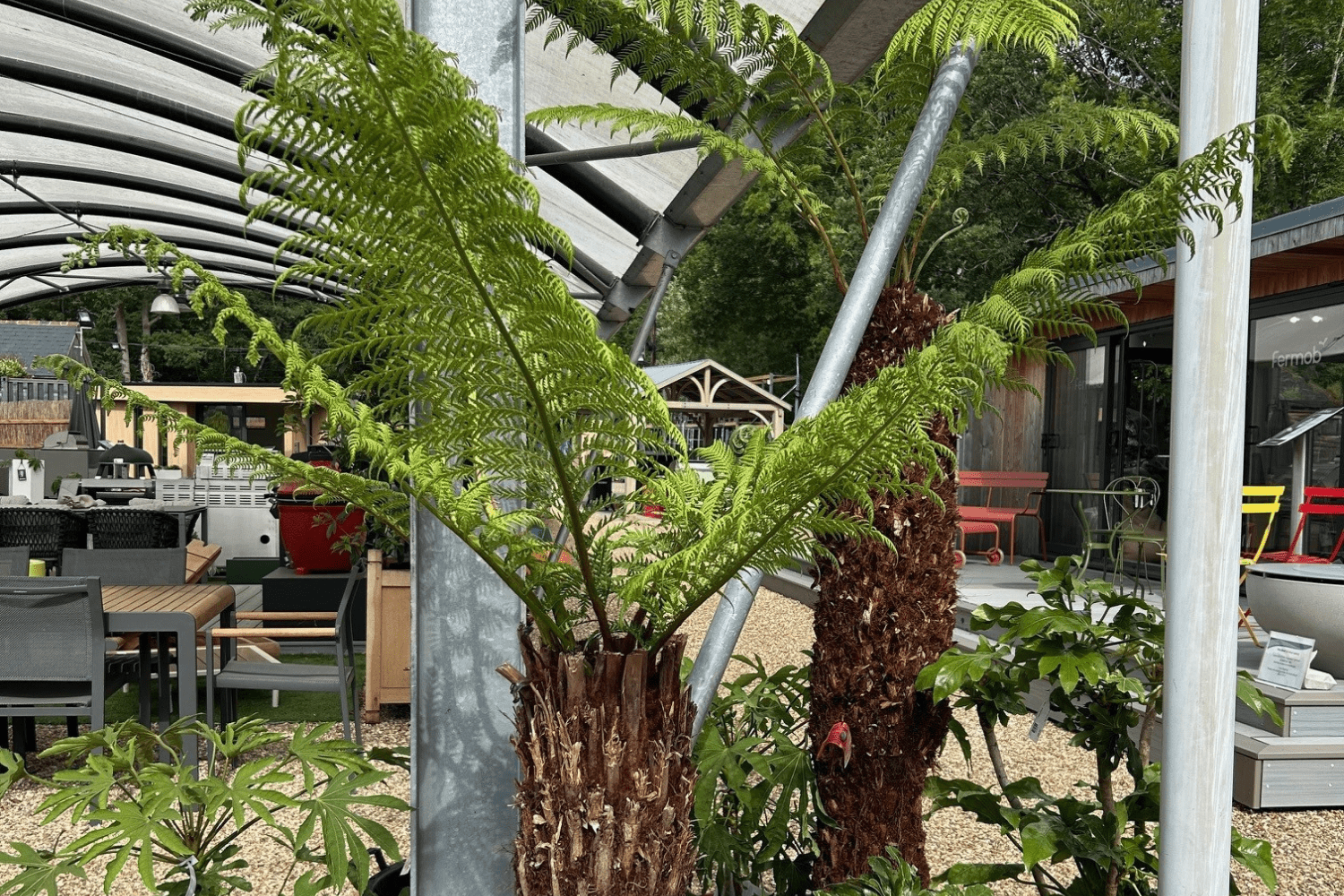 Nurturing Tree Ferns: A Step-by-Step Care Guide for UK Gardens - Cedar Nursery - Plants and Outdoor Living