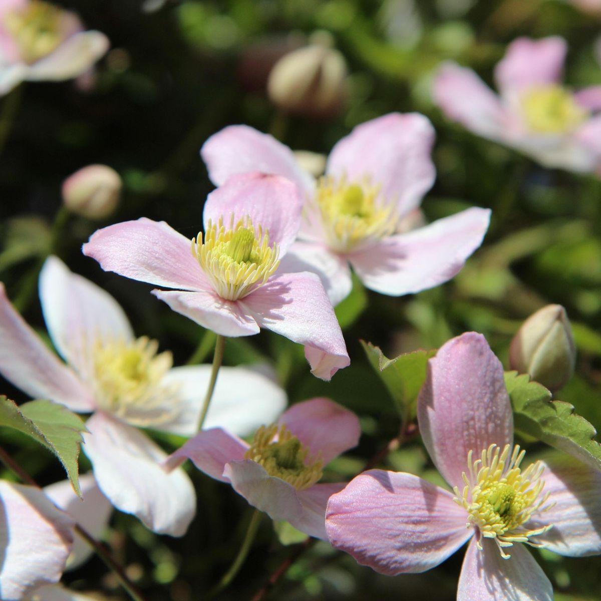 When is the best time to prune your climbing plants?