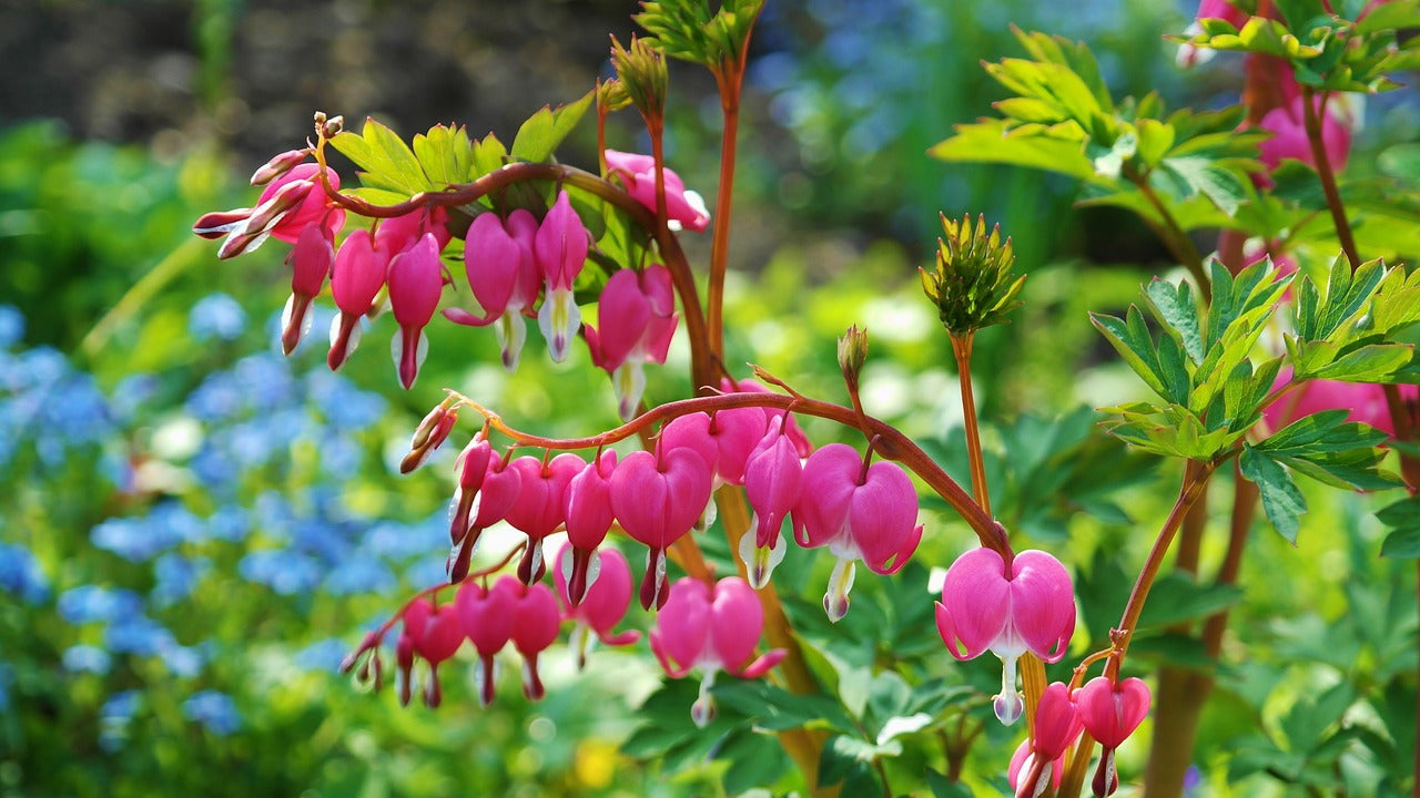 Pink bleeding heart flowers in a spring wildlife garden
