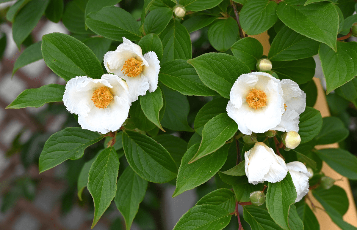 Stewartia Pseudocamellia: Nature's Living Masterpiece - Cedar Nursery - Plants and Outdoor Living