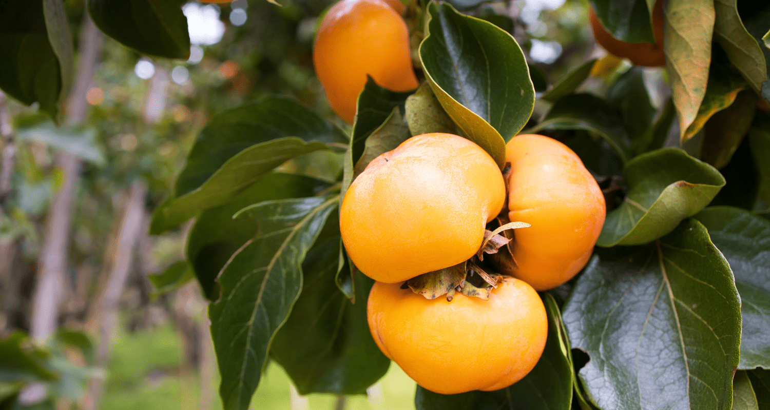 The Joy of Growing Persimmons: A Hidden Treasure in British Gardens - Cedar Nursery - Plants and Outdoor Living