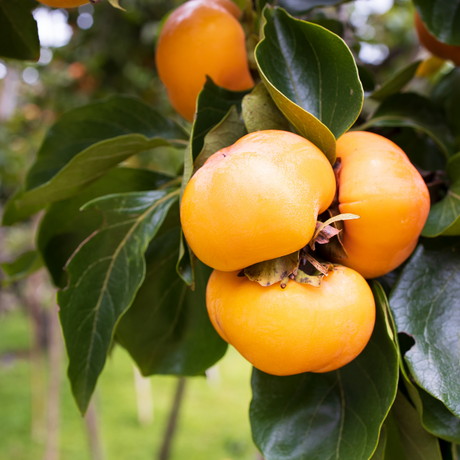 Fruit trees including persimmon, apple and plum