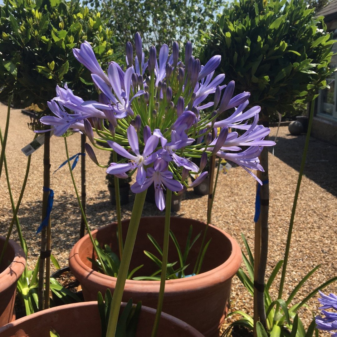 Agapanthus - Cedar Nursery - Plants and Outdoor Living