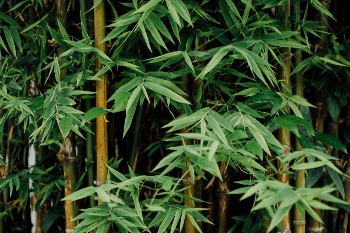 Bamboo - Cedar Nursery - Plants and Outdoor Living