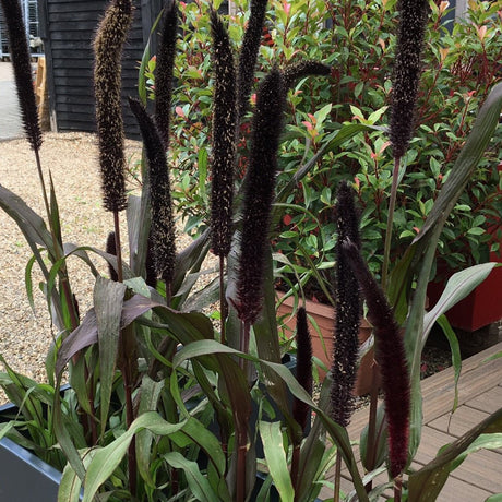 Grasses - Cedar Nursery - Plants and Outdoor Living