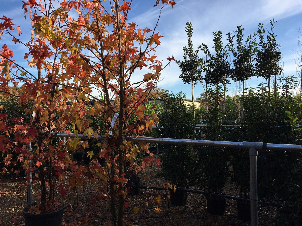 Trees for delivery - Cedar Nursery, Surrey