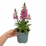 Compact, bee-friendly Digitalis 'Hanabee Pink' foxglove bearing pink flowers on an evergreen perennial.
