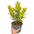 Griselinia littoralis showing leathery, glossy apple-green oval leaves and dense, bushy evergreen growth ideal for hedging.