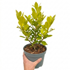 Griselinia littoralis showing leathery, glossy apple-green oval leaves and dense, bushy evergreen growth ideal for hedging.