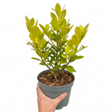 Griselinia littoralis showing leathery, glossy apple-green oval leaves and dense, bushy evergreen growth ideal for hedging.
