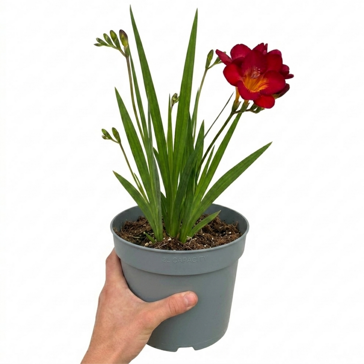 Freesia 'Red River' showing arching flower spikes of funnel-shaped blooms rising above narrow strappy green leaves.