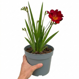 Freesia 'Red River' showing arching flower spikes of funnel-shaped blooms rising above narrow strappy green leaves.