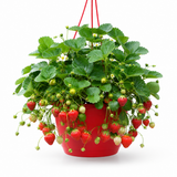 Fragaria x ananassa 'Toscana' strawberry plant showing leafy growth and trailing habit