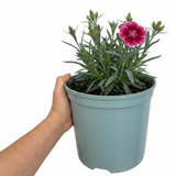Dianthus Raspberry Sundae ='Devon Yolande', a cottage pink perennial with slender grey-green foliage.