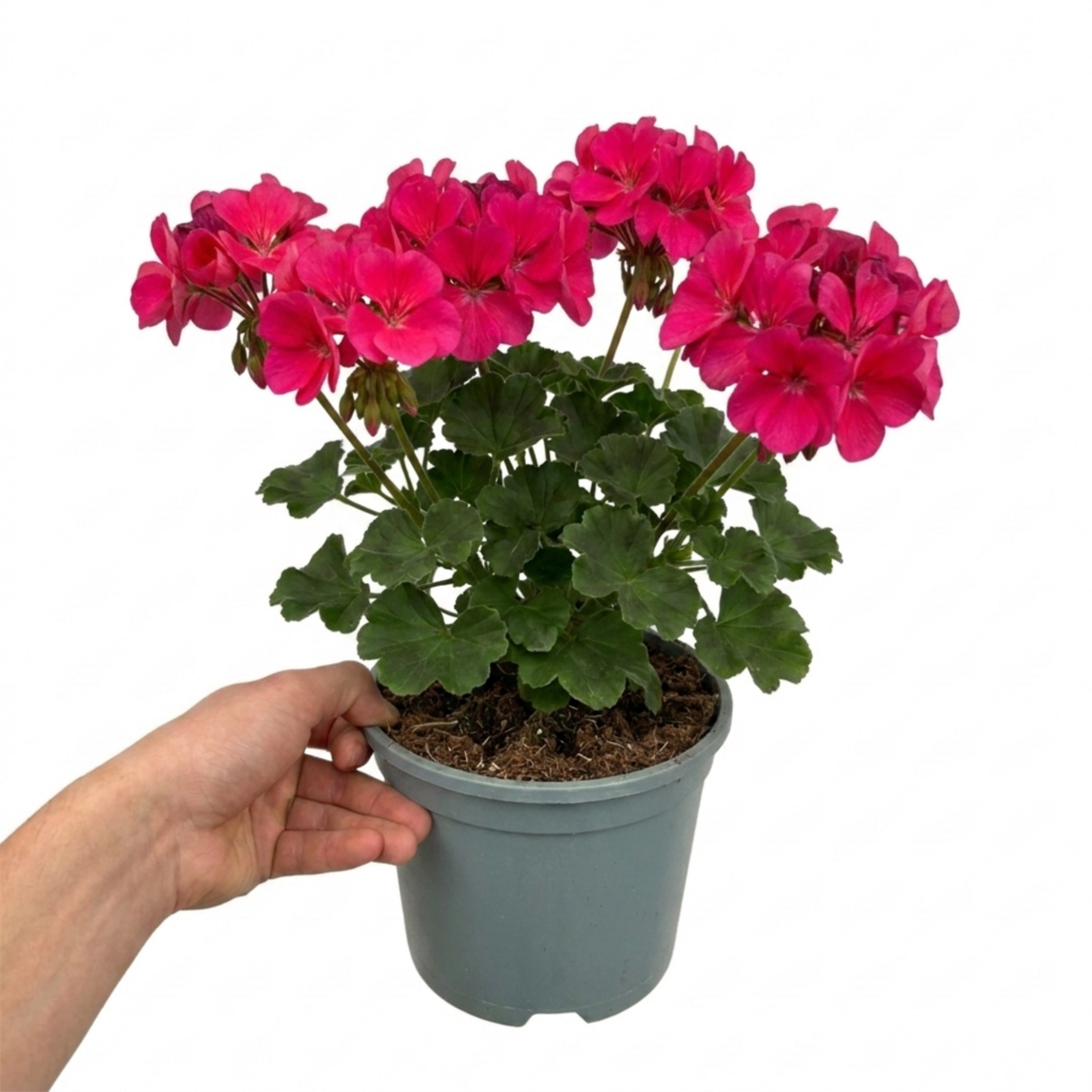 Further views of Pelargonium 'Calliope M Deep Rose' large plant in a 2L pot at Cedar Nursery.