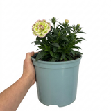 Dianthus Cocktail Mojito='Wp15 Pie41' forming a neat mound of narrow blue-green leaves with flowers borne on wiry upright stems.