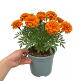 Further views of French Marigold 'Durango Tangerine' garden ready plant in a 2L pot at Cedar Nursery, Cobham, Surrey.