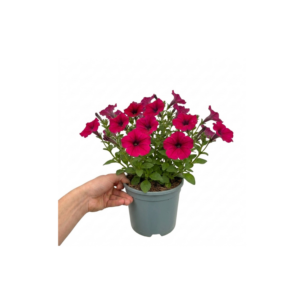Further views of Petunia 'Cascadias Rim Cherry' (Petunia Rimarkable Cherry) large plant in a 2L pot.