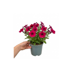Further views of Petunia 'Cascadias Rim Cherry' (Petunia Rimarkable Cherry) large plant in a 2L pot.