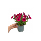 Further views of Petunia 'Cascadias Rim Cherry' (Petunia Rimarkable Cherry) large plant in a 2L pot.