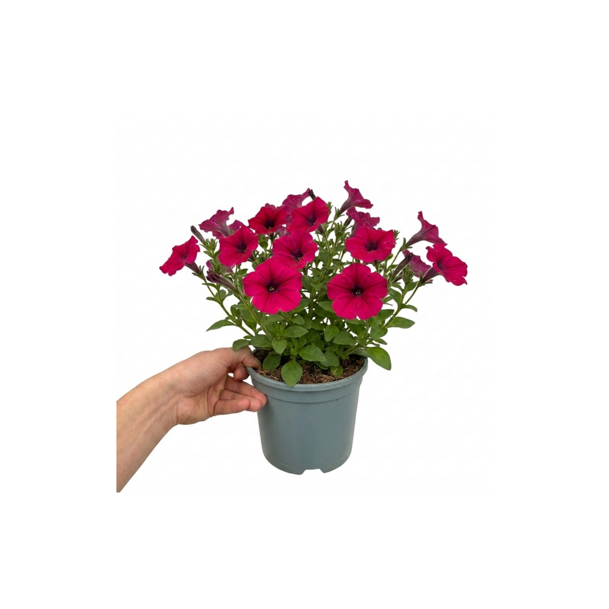 Further views of Petunia 'Cascadias Rim Cherry' (Petunia Rimarkable Cherry) large plant in a 2L pot.
