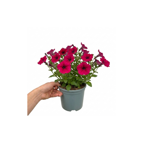 Further views of Petunia 'Cascadias Rim Cherry' (Petunia Rimarkable Cherry) large plant in a 2L pot.