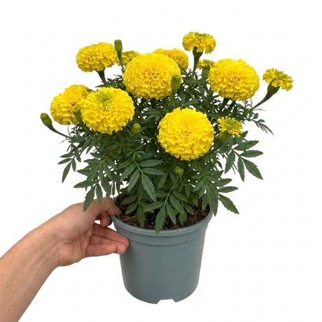 African Marigold 'Taishan Yellow' large outdoor plant shown from further angles in its 2L pot.