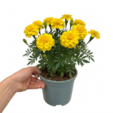 Further views of French Marigold 'Durango Yellow' large plant in a 2L pot at Cedar Nursery, Cobham, Surrey