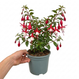 Additional views of the Fuchsia Fuchsita Red White large upright plant in its 2L pot at Cedar Nursery.