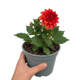 Dahlia LaBella Maggiore Fun 'Pomegranate', an outdoor summer-flowering dahlia with healthy green leaves for the garden.