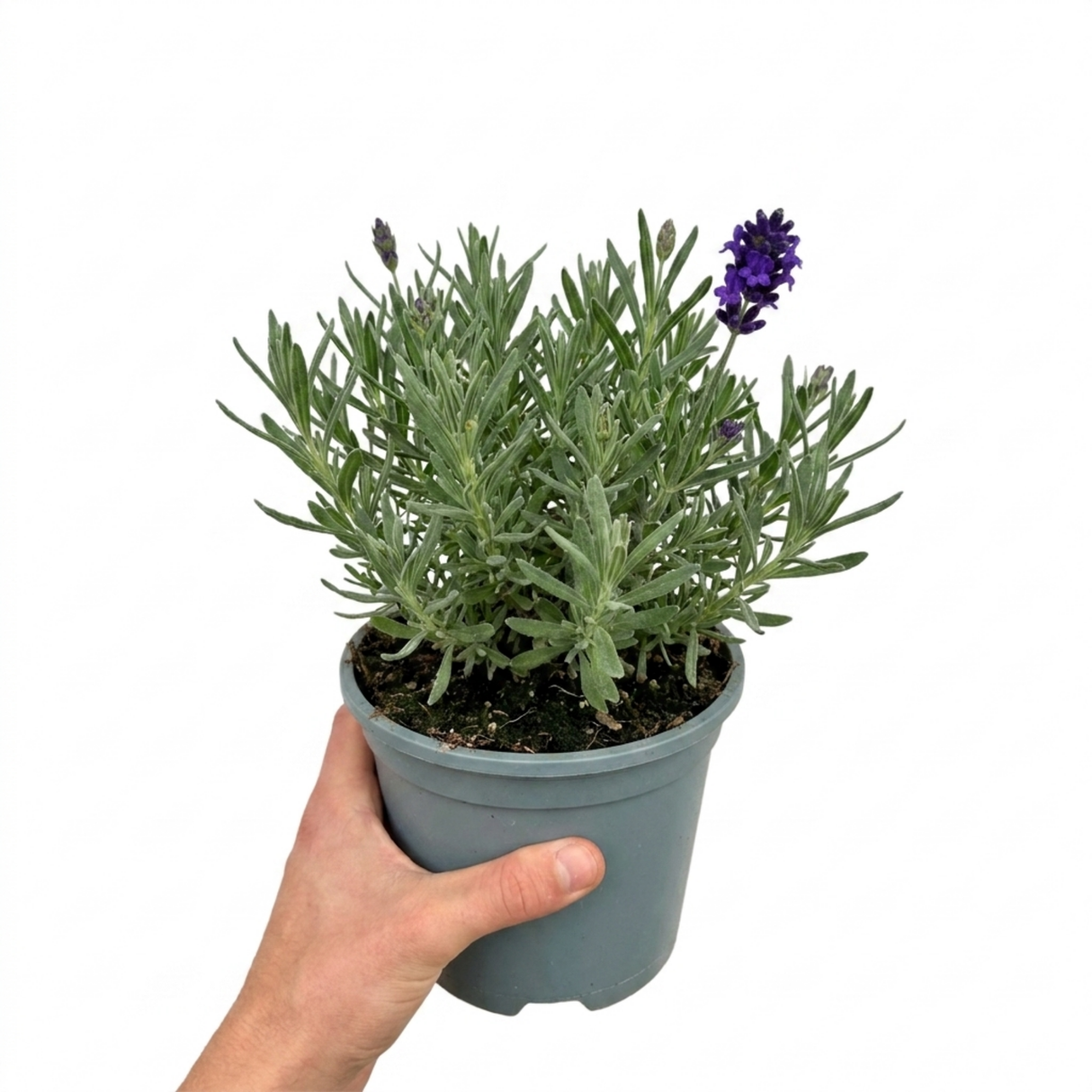 Lavandula angustifolia 'Hidcote Dark Blue', a compact English lavender bearing dark flower spikes over narrow grey-green leaves in a neat