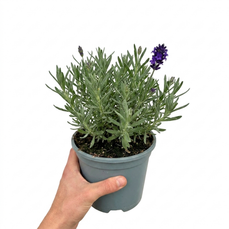 Lavandula angustifolia 'Hidcote Dark Blue', a compact English lavender bearing dark flower spikes over narrow grey-green leaves in a neat
