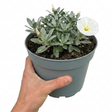 Convolvulus cneorum Silver Bush, a compact evergreen shrub with shimmering silvery leaves and white flowers.