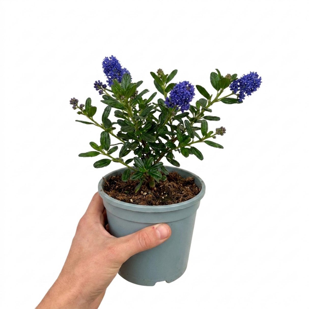 Ceanothus 'Pugets Blue' showing its compact habit, small glossy leaves and abundant flower clusters