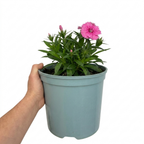 Dianthus Cocktail Cosmopolitan ='Wp15 Pie43' garden pink with compact grey-green foliage and pink flowers.