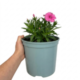 Dianthus Cocktail Cosmopolitan ='Wp15 Pie43' garden pink with compact grey-green foliage and pink flowers.