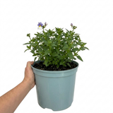 Further views of Nemesia 'Lady Lisa' supplied as a large plant in a 5L pot.