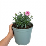 Dianthus Cocktail Shirley Temple, a compact hardy perennial pink with summer flowers and slender foliage