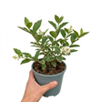 Ligustrum ovalifolium 'Argenteum' variegated privet showing oval green leaves with cream-white margins on dense, bushy growth.
