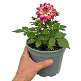 Dahlia LaBella Maggiore Fun 'Rose Bicolor' bearing pink bicolour blooms in summer, a garden-ready plant for outdoor borders