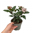 Viburnum tinus 'Eve Price', an evergreen flowering shrub with dense glossy foliage suited to hedging.