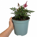 Astilbe Music Series Red displaying red flowers and green foliage