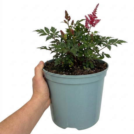 Astilbe Music Series Red displaying red flowers and green foliage