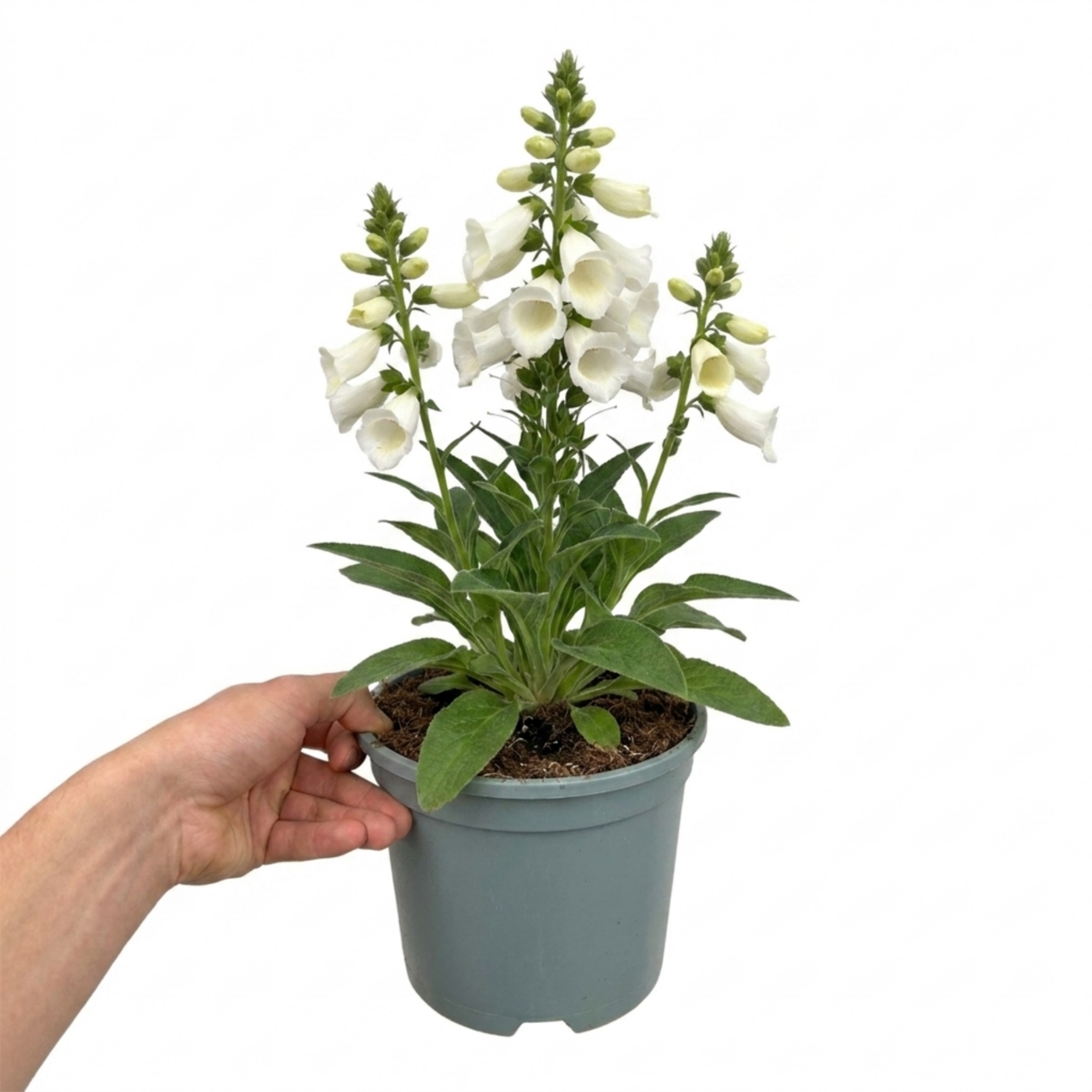 Digitalis 'Hanabee White' bearing upright stems of pure white bell-shaped flowers above evergreen leaves
