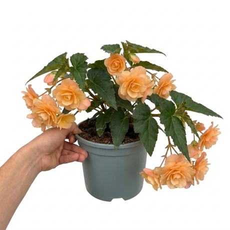 Further views of Begonia 'Fragrant Falls Peach', a garden-ready plant in a 2L pot available from Cedar Nursery in Cobham, Surrey.