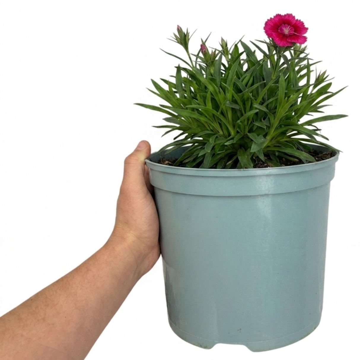 Dianthus 'Sugar Raspberry' cottage pink perennial with tufted grey-green foliage and delicate summer blooms.