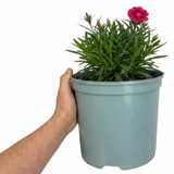 Dianthus 'Sugar Raspberry' cottage pink perennial with tufted grey-green foliage and delicate summer blooms.